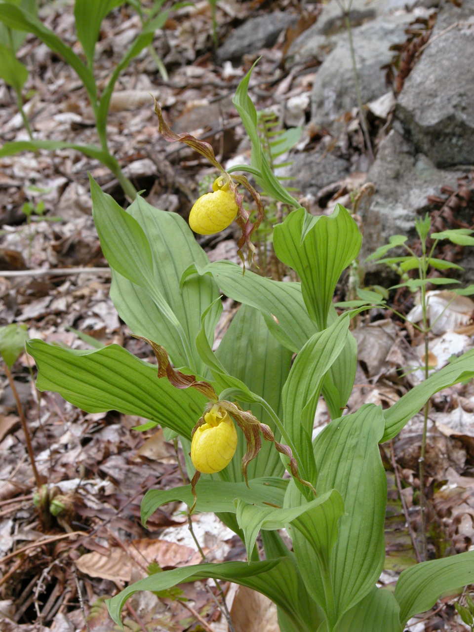 Southern Small Yellow Lady's Slipper