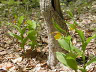 Cypripedium parviflorum var. pubescens