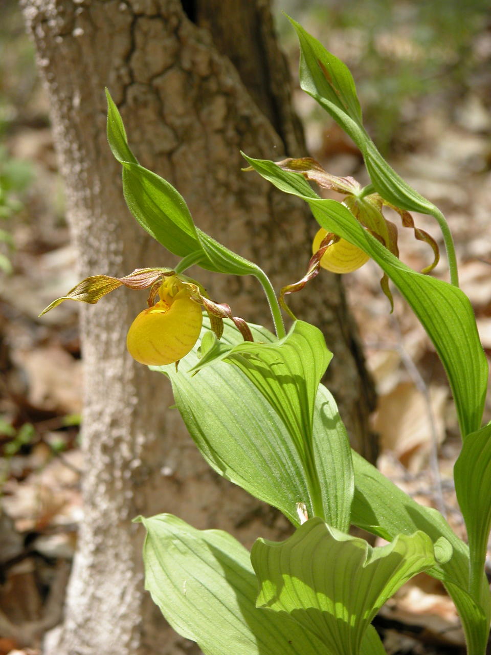 Southern Small Yellow Lady's Slipper