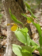 Cypripedium parviflorum var. pubescens