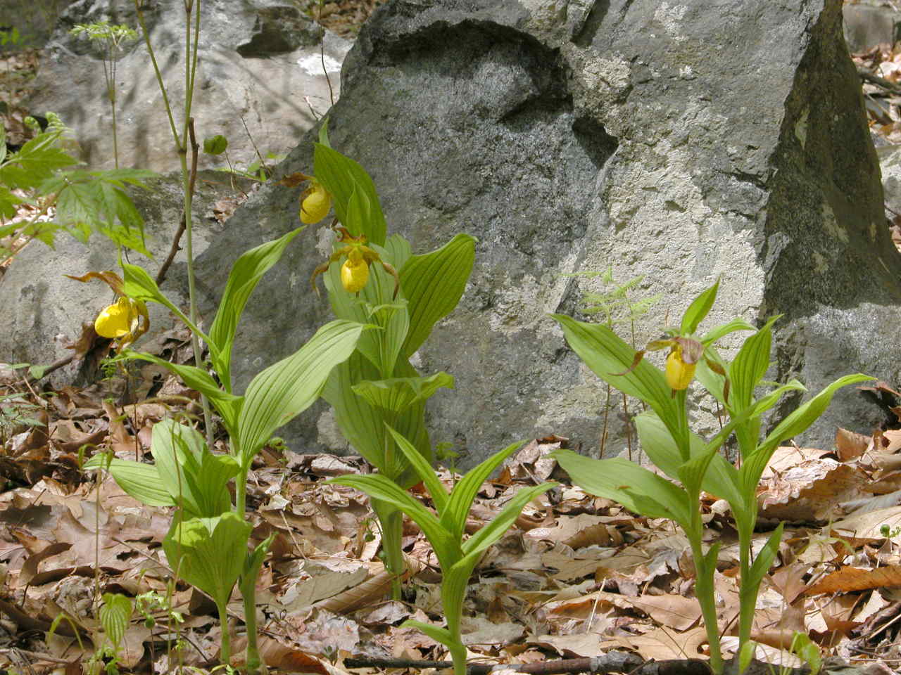 Southern Small Yellow Lady's Slipper