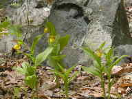 Cypripedium parviflorum var. pubescens