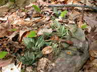 Goodyera pubescens