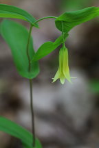 Uvularia perfoliata