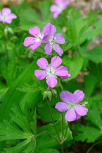 Geranium maculatum