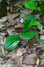 Galearis spectabilis forma variegata