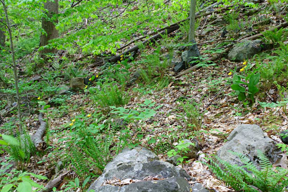 Large Yellow Lady's Slipper Habitat