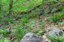 Cypripedium parviflorum var. pubescens