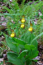 Cypripedium parviflorum var. pubescens