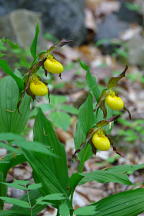 Large Yellow Lady's Slipper