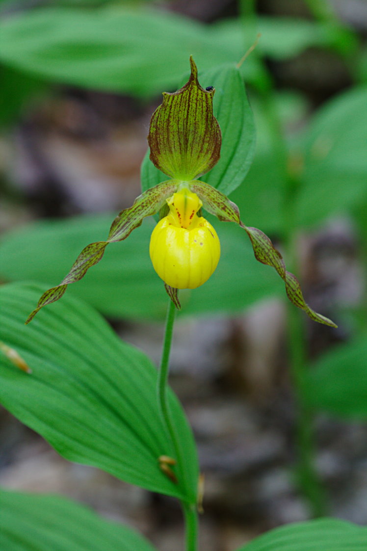 Large Yellow Lady's Slipper