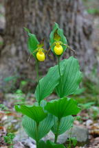 Cypripedium parviflorum var. pubescens