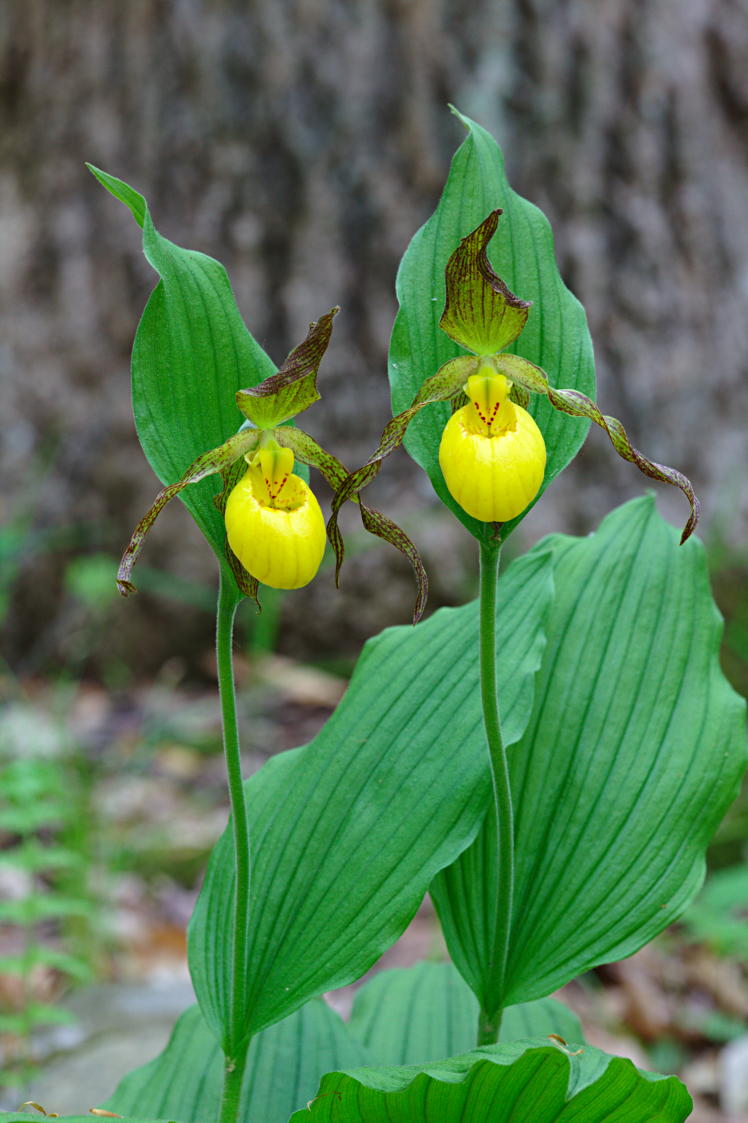 Large Yellow Lady's Slipper