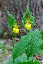 Large Yellow Lady's Slipper