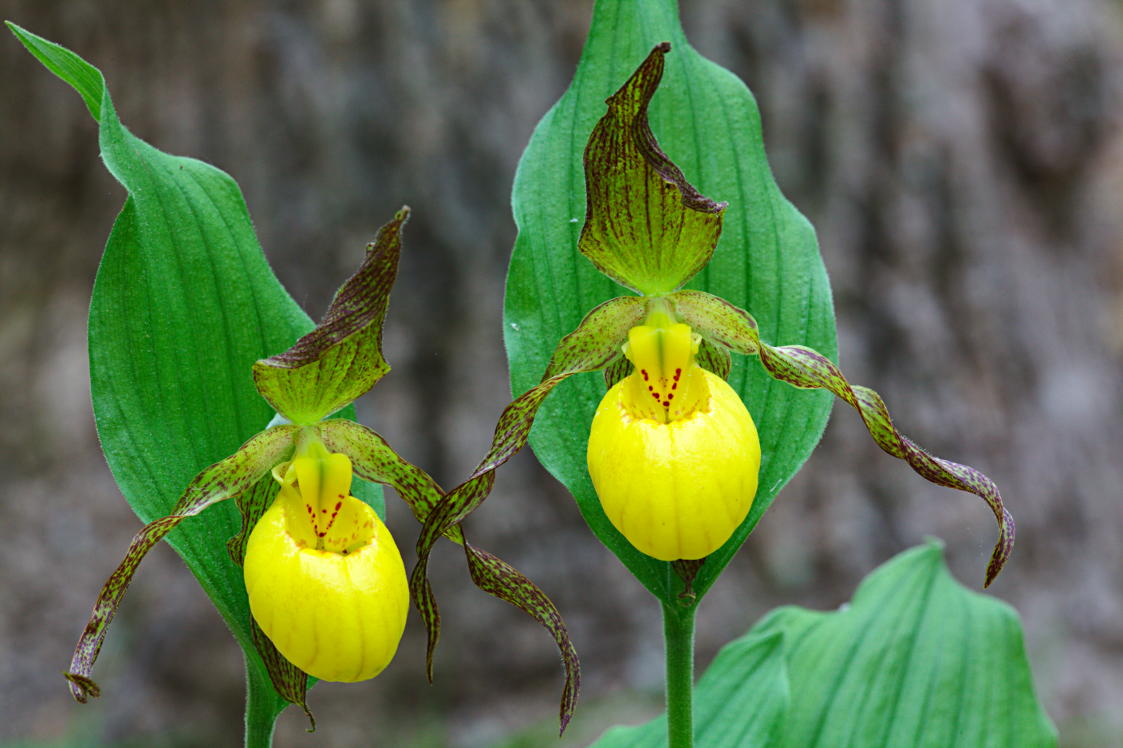 Large Yellow Lady's Slipper