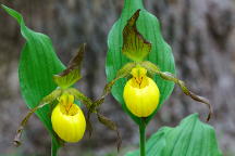 Large Yellow Lady's Slipper