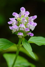 Prunella vulgaris