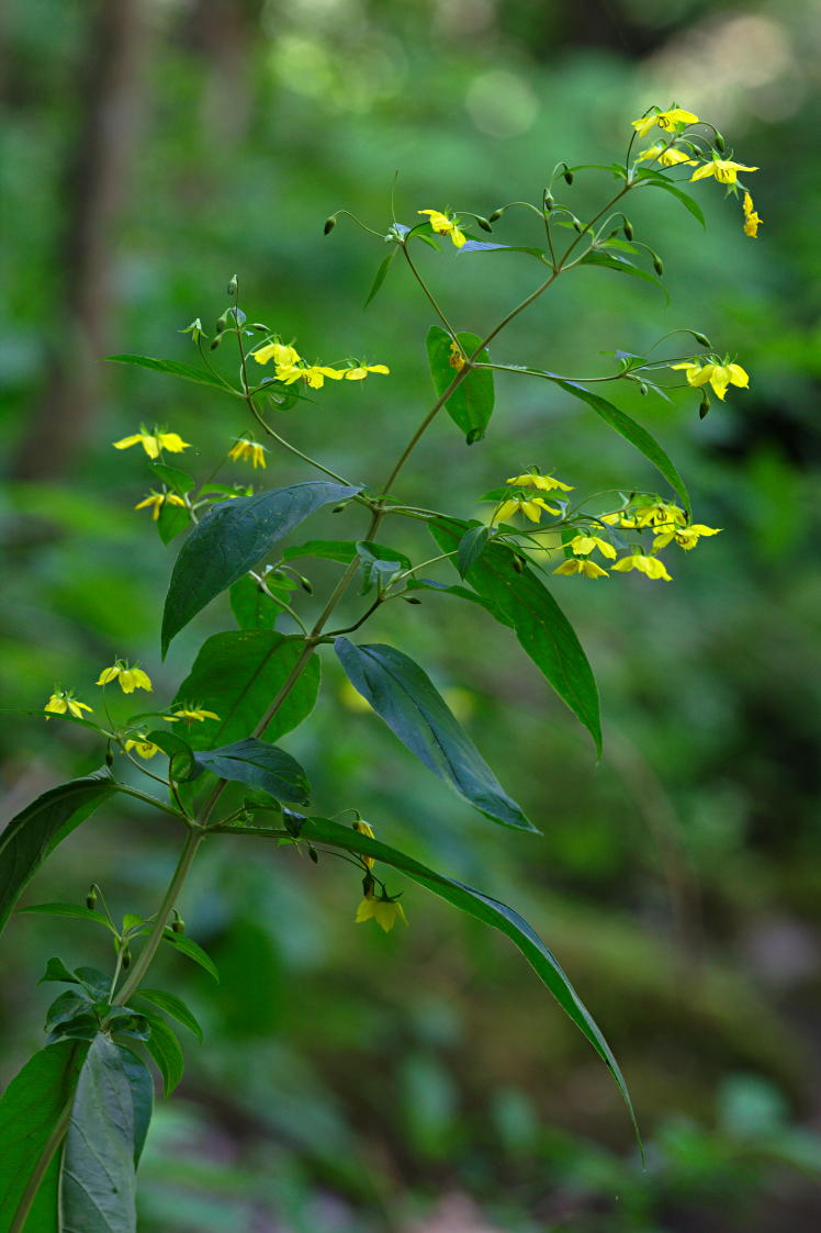 Fringed Loosestrife