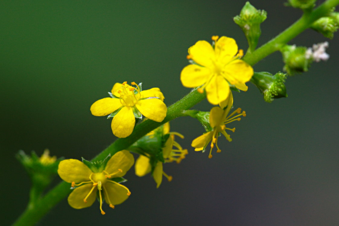 Common Agrimony