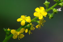 Common Agrimony