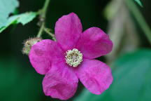 Rubus odoratus