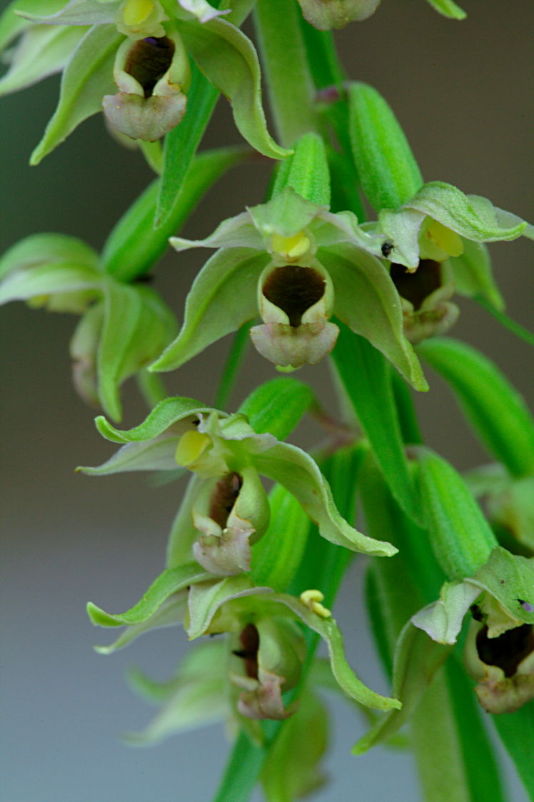 Broad-Leaved Helleborine