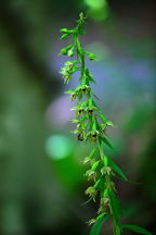 Epipactis helleborine