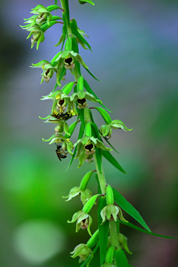 Broad-Leaved Helleborine