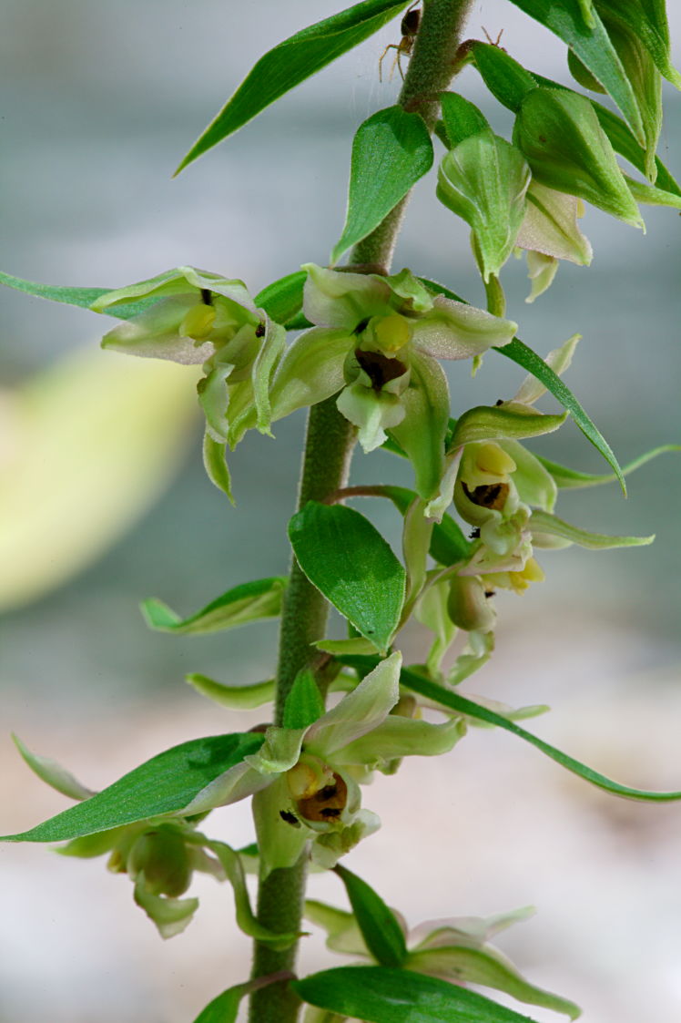 Broad-Leaved Helleborine