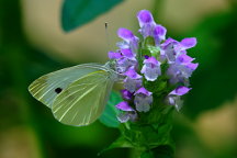 Prunella vulgaris