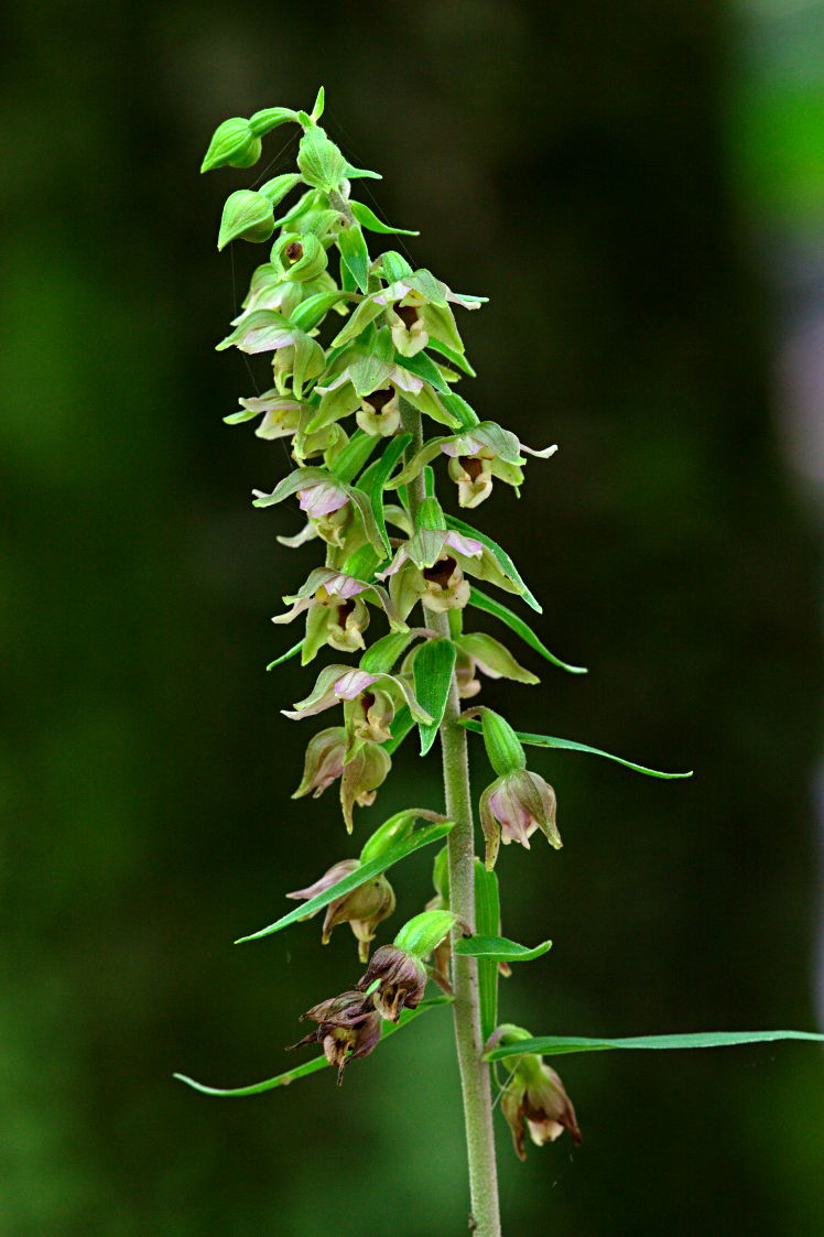 Broad-Leaved Helleborine