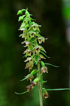 Epipactis helleborine