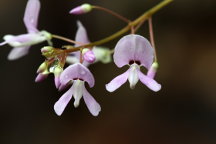 Desmodium glutinosum