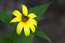 Helianthus divaricatus