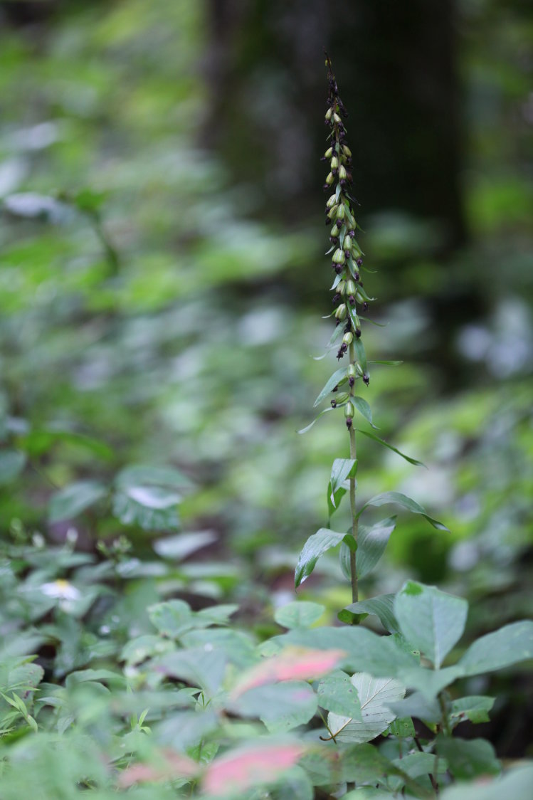 Broad-Leaved Helleborine