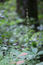 Epipactis helleborine