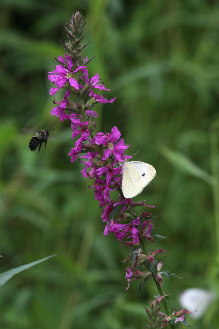 Purple Loosestrife