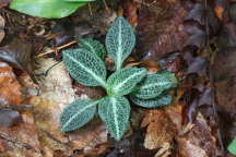 Goodyera pubescens