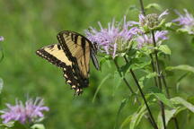 Eastern Tiger Swallowtail on Wild Bergamot