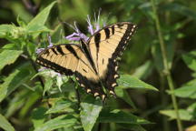 Eastern Tiger Swallowtail on Wild Bergamot