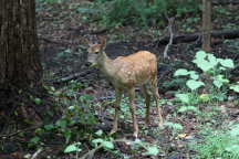 Fawn