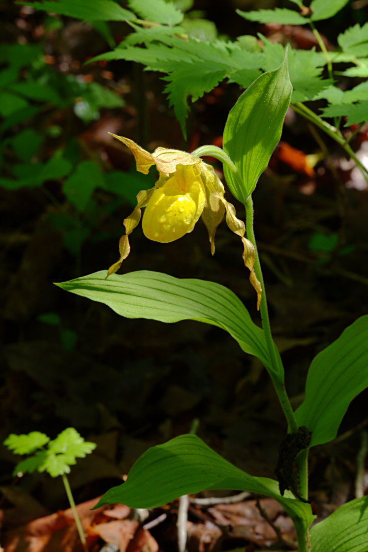 Large Yellow Lady's Slipper