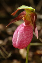 Pink Lady's Slipper