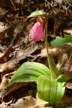 Cypripedium acaule