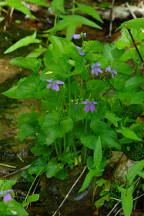 Viola cucllata