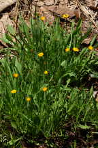 Virginia Dwarf Dandelion