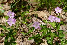 Geranium maculatum