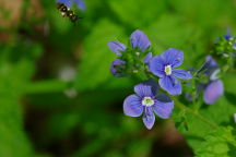 Germander Speedwell