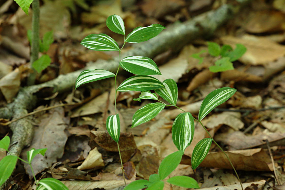 Variegated Solomon's Seal