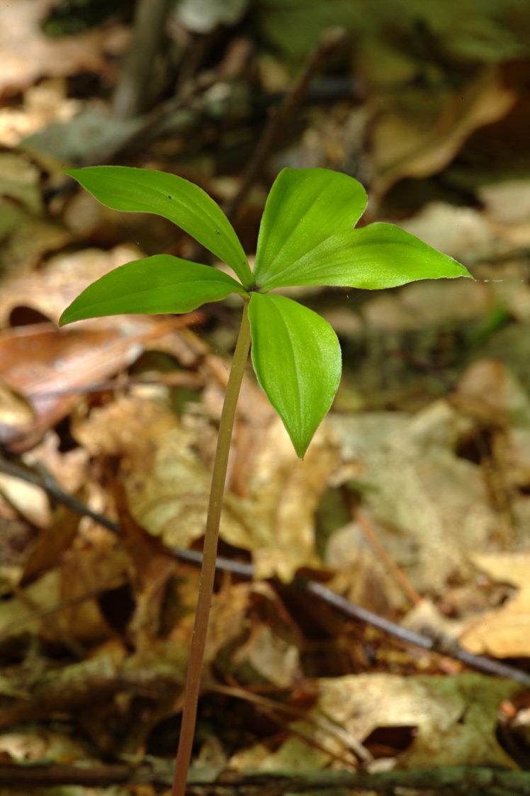 Large Whorled Pogonia